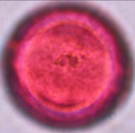 diversifolius
